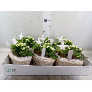 Arr.   Planten L%