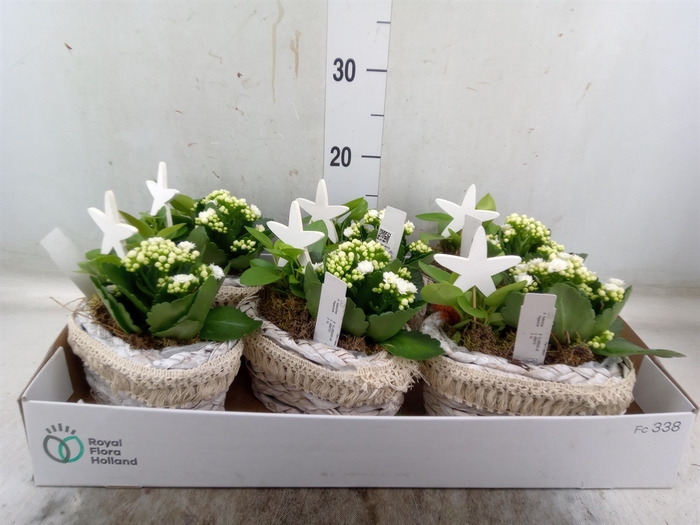<h4>Arr.   Planten L%</h4>