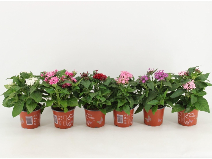 <h4>Pentas lanceolata Graffiti</h4>