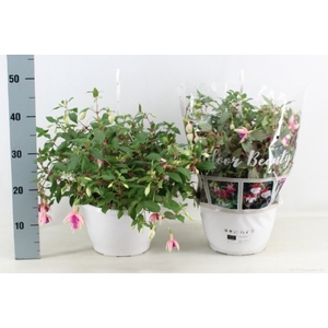 FUCHSIA OV