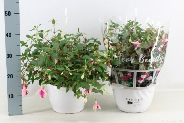 <h4>FUCHSIA OV</h4>