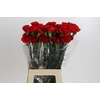 Dianthus St Don Pedro