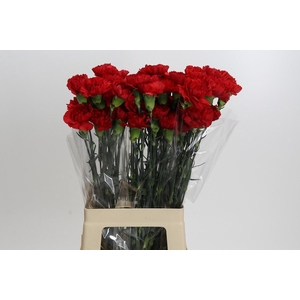 Dianthus St Don Pedro