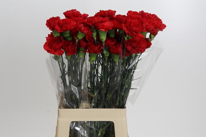<h4>Dianthus St Don Pedro</h4>
