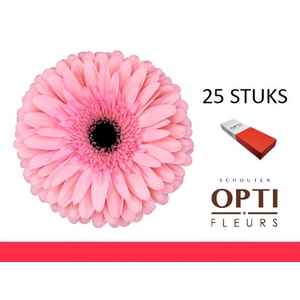 GE GR ESTRELLA-Doosx25