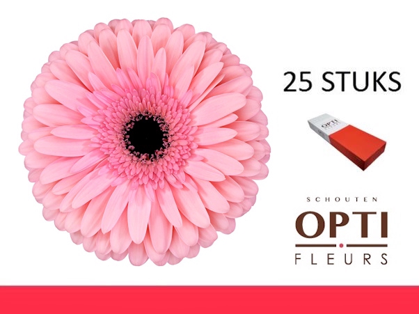 <h4>GE GR ESTRELLA-Doosx25</h4>