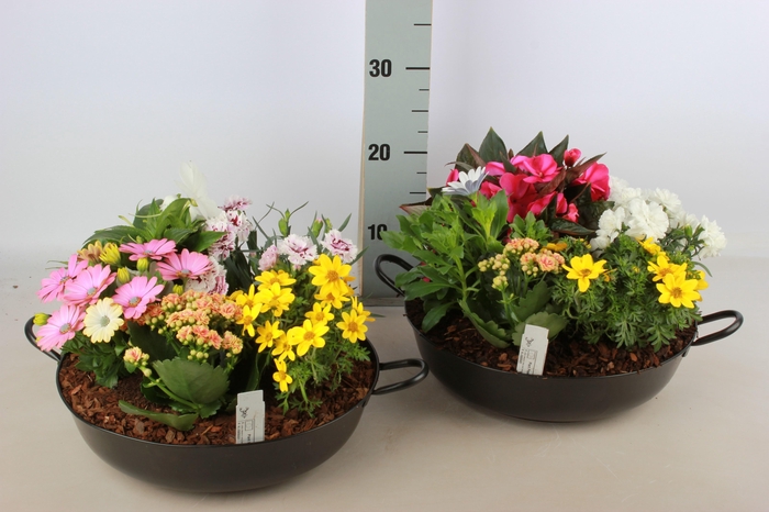 <h4>ARR TUINPLANTEN</h4>