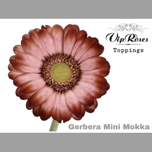 GE MI MOKKA