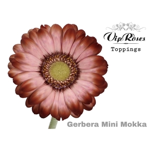 Ge Mi Vip Mokka