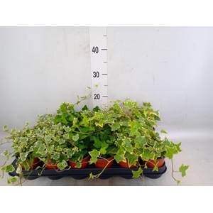 Hedera helix   ...mix 3