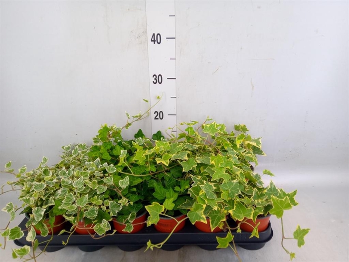 <h4>Hedera helix   ...mix 3</h4>