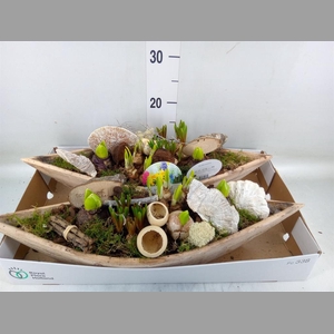 Arr.   Bol/Knolgewas L%