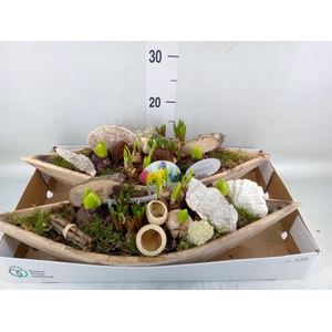 Arr.   Bol/Knolgewas L%