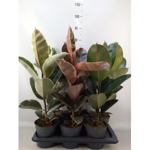 Ficus elastica   ...