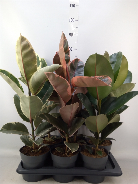 <h4>Ficus elastica   ...</h4>