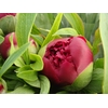 PAEONIA RED CHARM