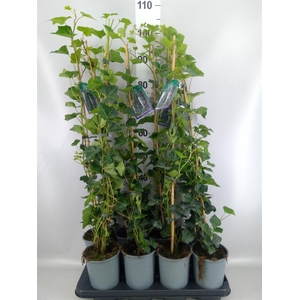 Hedera hibernica