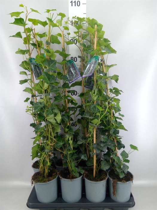 <h4>Hedera hibernica</h4>