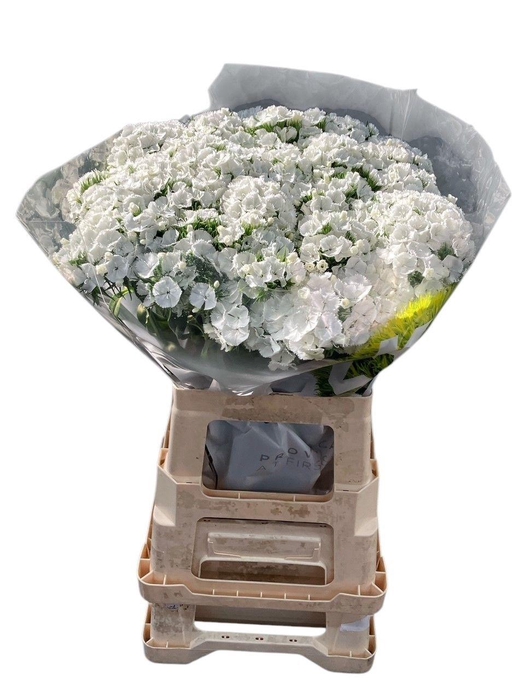 <h4>DI BARB KW BUNNY</h4>