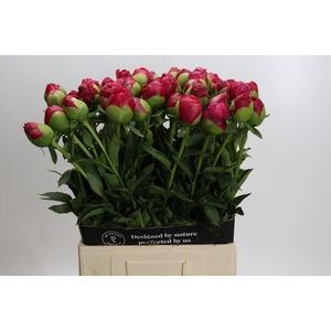 Paeonia Command Performance XXL