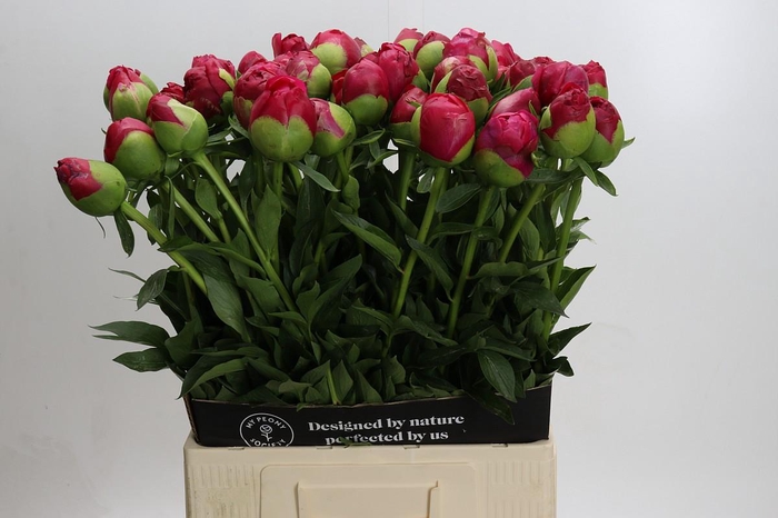 Paeonia Command Performance Xxl