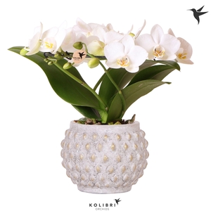 Kolibri Orchids Phalaenopsis Halo white in Marrakesh pot gold copper mix