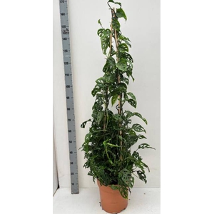 MONSTERA ADANSONII