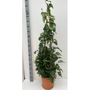 MONSTERA ADANSONII