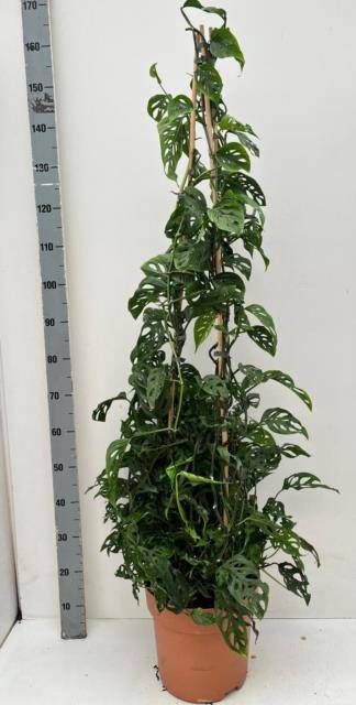 <h4>MONSTERA ADANSONII</h4>