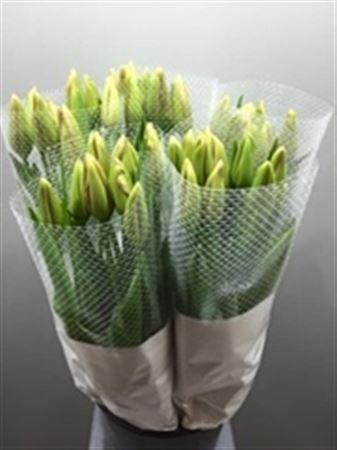 <h4>Tu En Menton</h4>