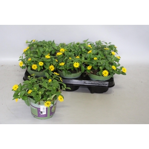 Sanvitalia santiago Great Yellow