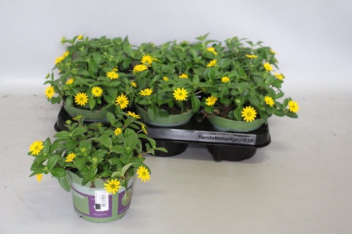<h4>Sanvitalia santiago Great Yellow</h4>