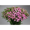 Dianthus Br Amazon Rose Magic