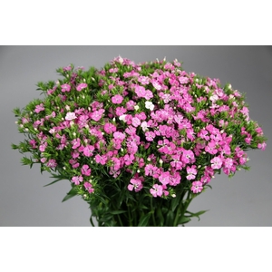 Dianthus Br Amazon Rose Magic