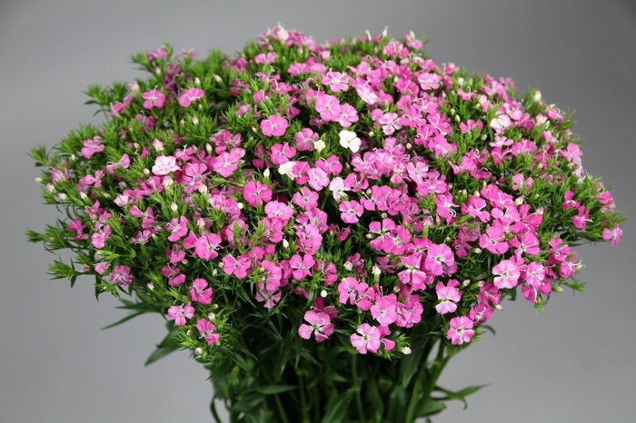 <h4>Dianthus Br Amazon Rose Magic</h4>