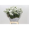 Limonium Sinuatum Frost Wings