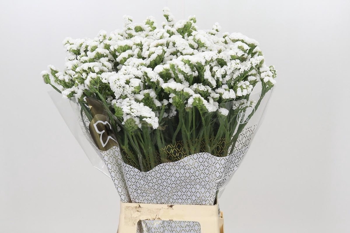 Limonium Sinuatum Frost Wings