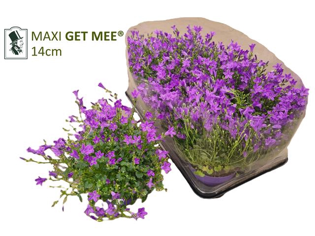 Campanula portenschlagiana Get Me 14Ø 25cm