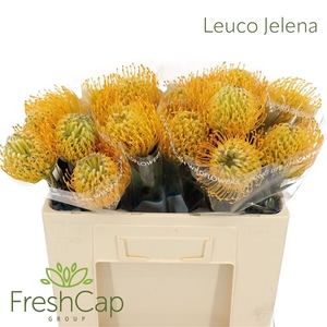 Leuco Jelena