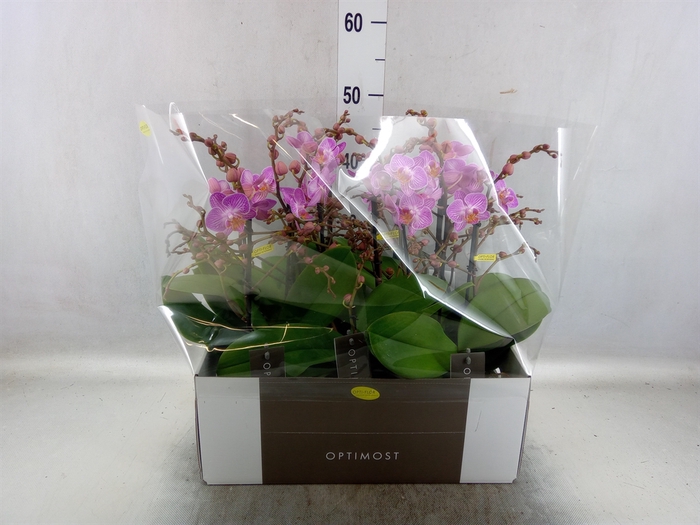 <h4>Phalaenopsis multi. 'Honeybee'</h4>