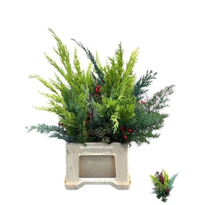 KERSTGROEN OV BS X8 PER FUST