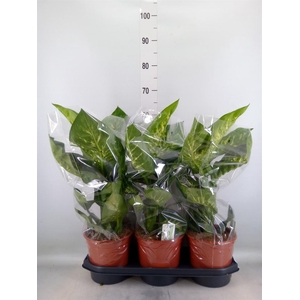 Dieffenbachia seg. 'Tropic Snow'