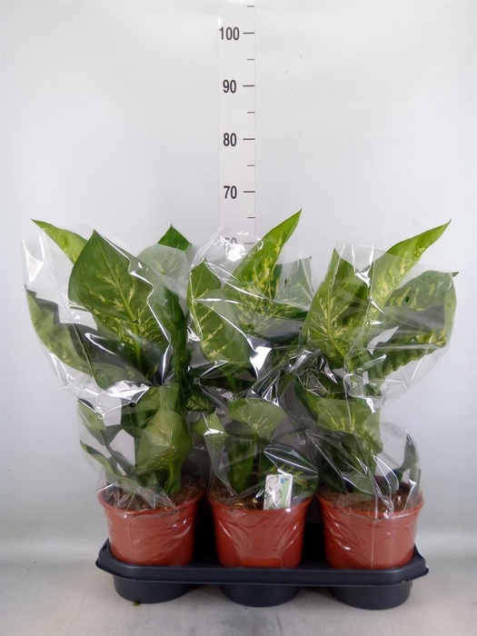 <h4>Dieffenbachia seg. 'Tropic Snow'</h4>