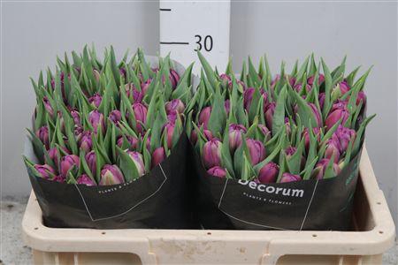 <h4>Tu Du Respectable</h4>