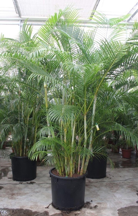 Chrysalidocarpus
