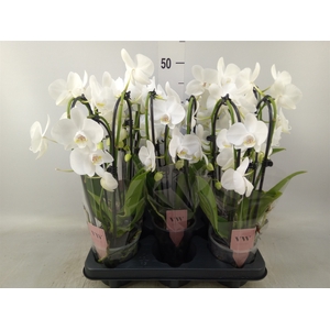 Phalaenopsis   ...white