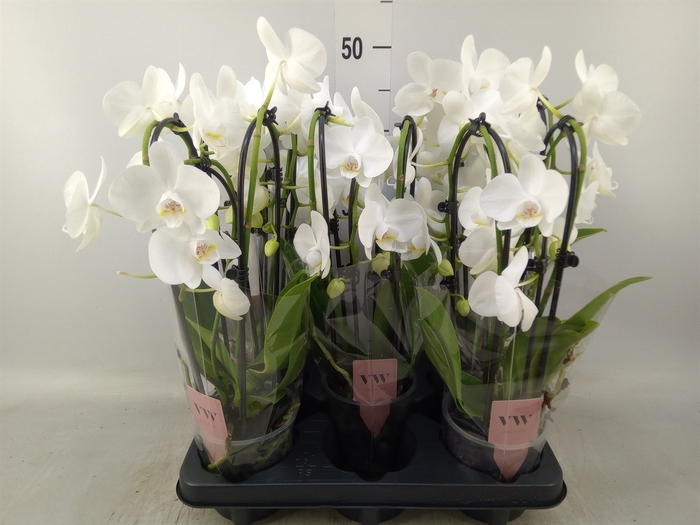 <h4>Phalaenopsis   ...white</h4>