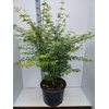 Acer palmatum Seiryu