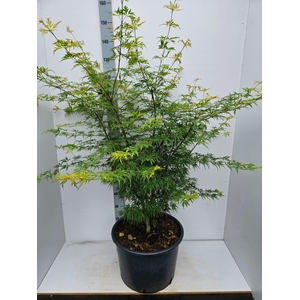 Acer palmatum Seiryu