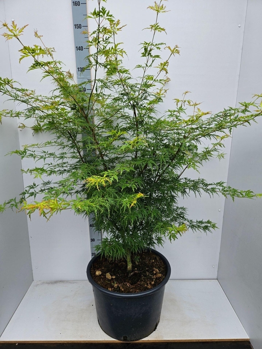 Acer palmatum Seiryu